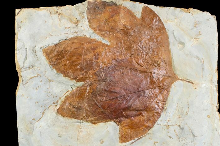 Fossil Sycamore Leaf (Platanus) - Montana #165031